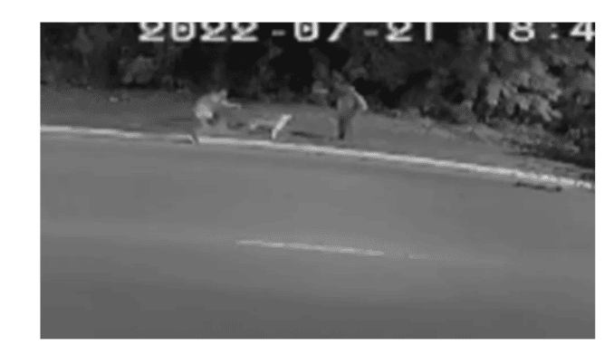 cão morto