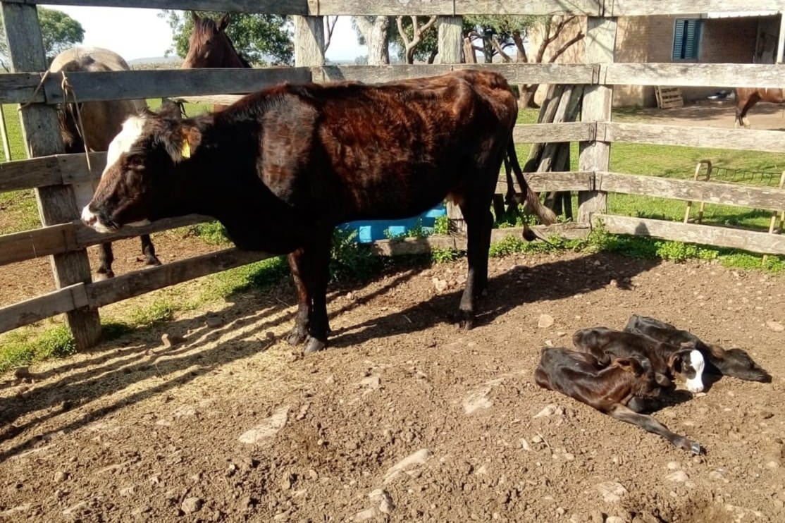 Vaca com seus trigêmeos