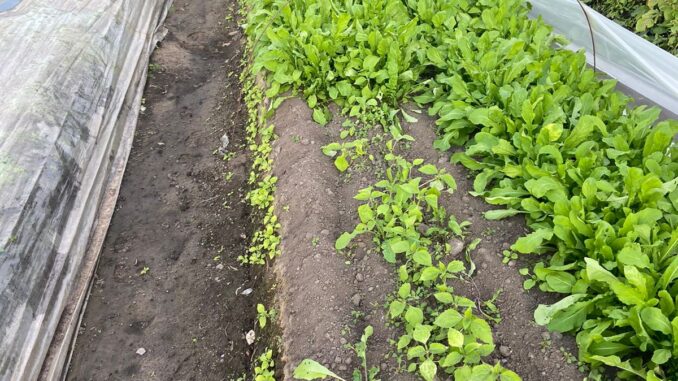 Plantas sentem a falta de sol e atrasam seu crescimento nesta época Plantas sentem a falta de sol e atrasam seu crescimento nesta época