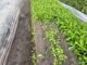 Plantas sentem a falta de sol e atrasam seu crescimento nesta época