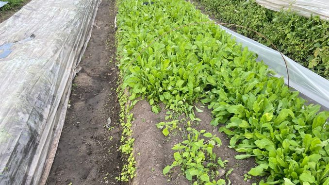 Plantas sentem a falta de sol e atrasam seu crescimento nesta época Plantas sentem a falta de sol e atrasam seu crescimento nesta época