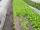 Plantas sentem a falta de sol e atrasam seu crescimento nesta época