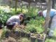 Produção de mudas no Viveiro Municipal