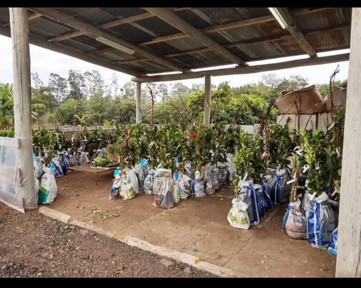 Mudas no Viveiro da Secretrai de Agricultura e Pecuária 