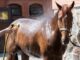 Banho em cavalo para o Desfile
