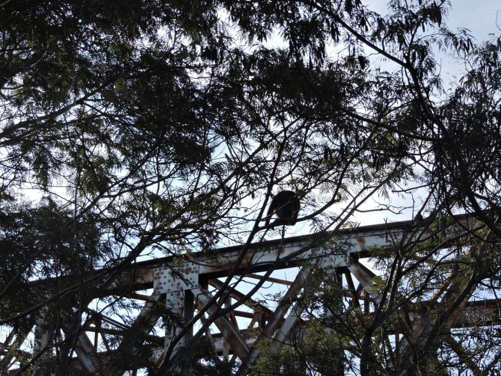 Bugios passeiam por árvores e Ponte Férrea