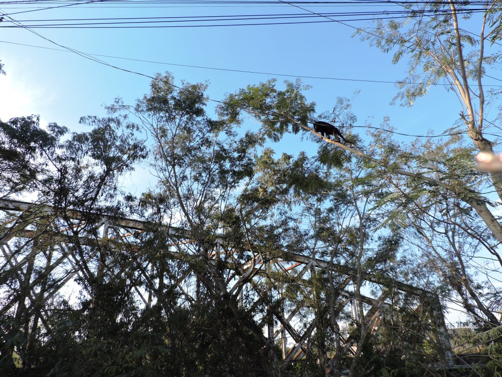 Bugios passeiam por árvores e Ponte Férrea