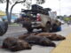 Patrulha Ambiental intercepta veículo com 12 javalis abatidos