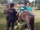Equoterapia- 6º RCB