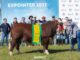 super campeão Touro Maradona da Esperança