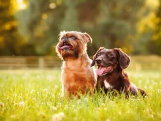 Pet Day: no mês dos animais, um domingo para tirar seu bichinho de casa