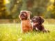 Pet Day: no mês dos animais, um domingo para tirar seu bichinho de casa