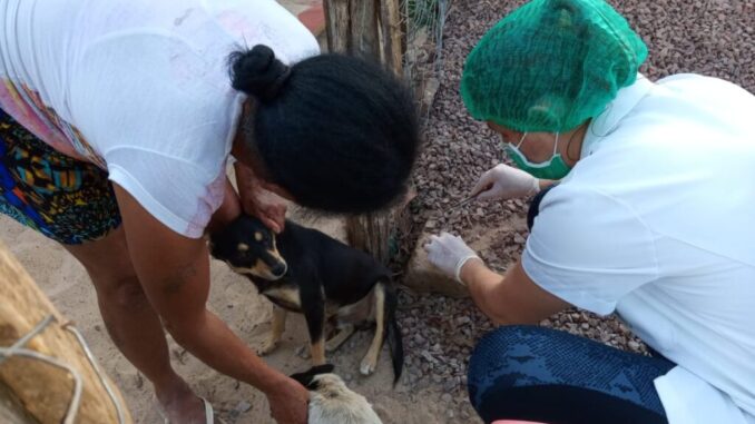 Infestação de carrapatos