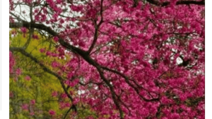 primavera