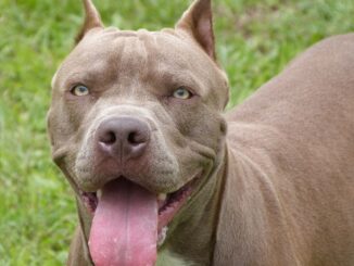 pitbull