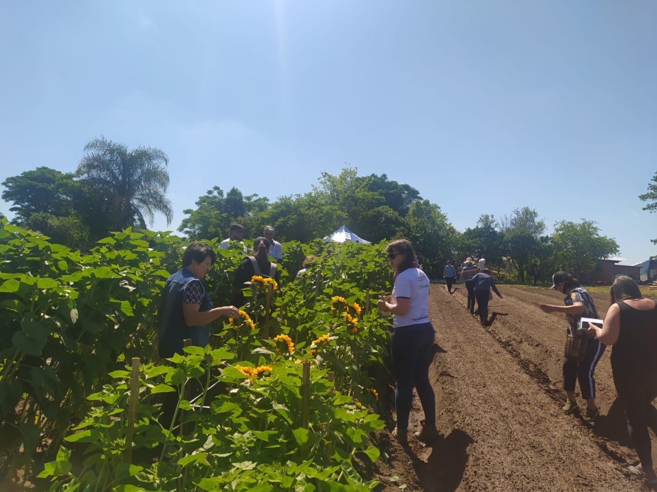 Dia de Campo apresenta oportunidades da floricultura