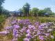 Dia de Campo apresenta oportunidades da floricultura