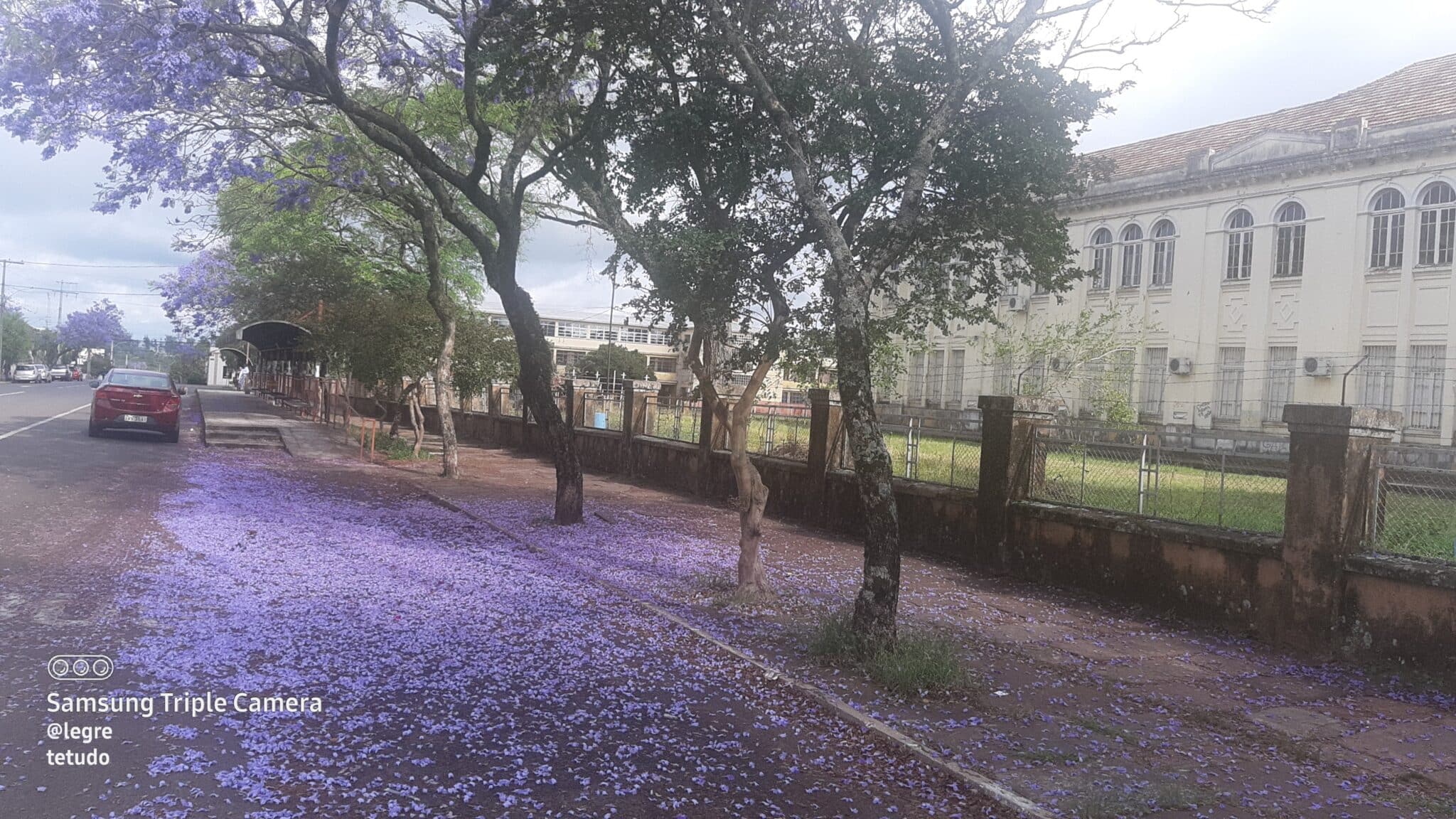 Flores de jacarandás  junto terminal de ônibus