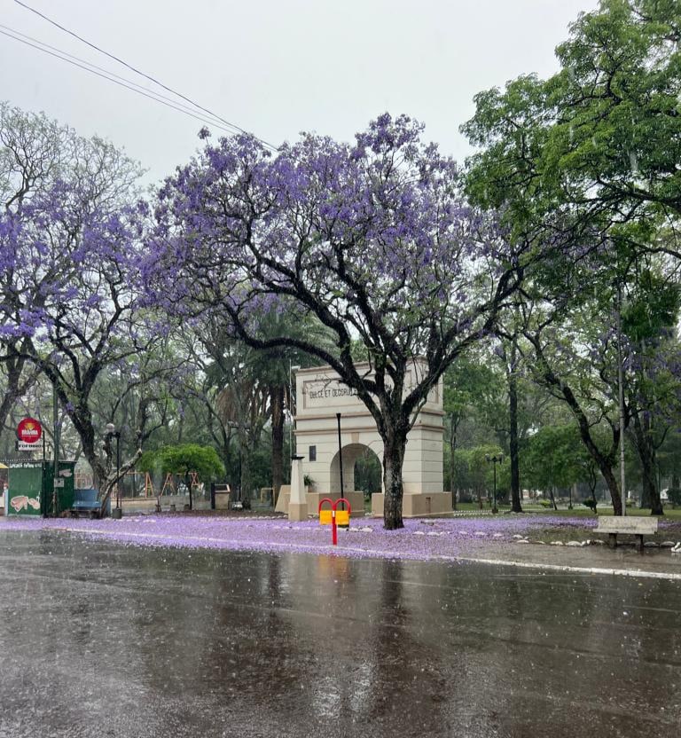 Tapetes de flores na Praça Getúlio Vargas