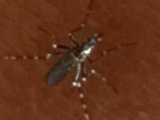 aedes