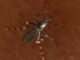 aedes