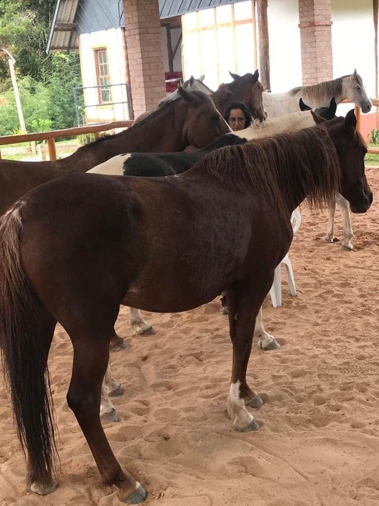 Novas maneiras de praticar a Medicina Veterinária surgem todos os dias, é importante estar atento às particularidades de cada uma.