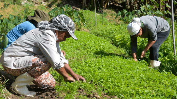 Trabalho de mulheres no campo
