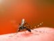 dengue