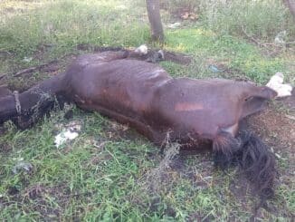 Cavalo morto