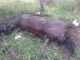 Cavalo morto