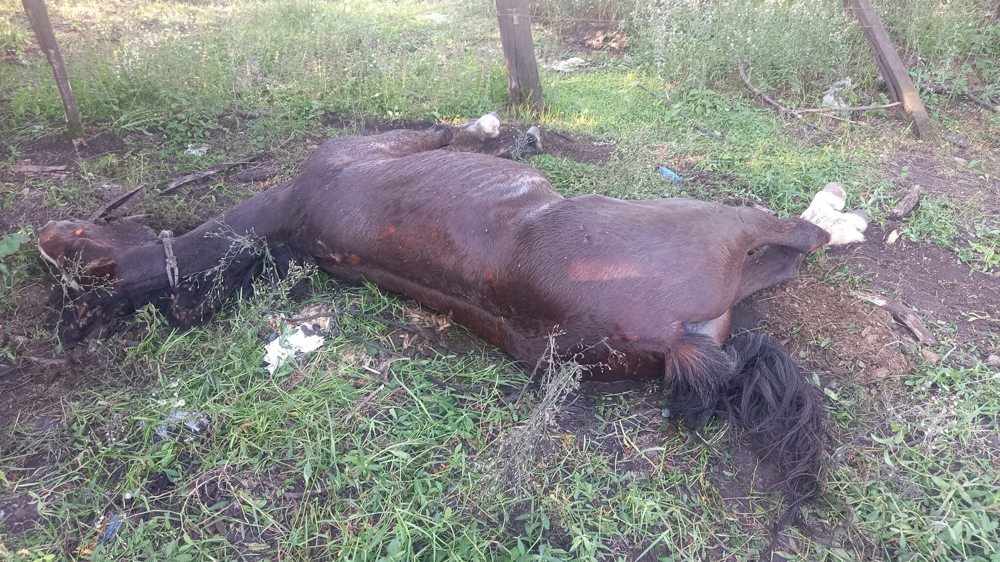 Homem suspeito de maus tratos a cavalo morto é preso no interior