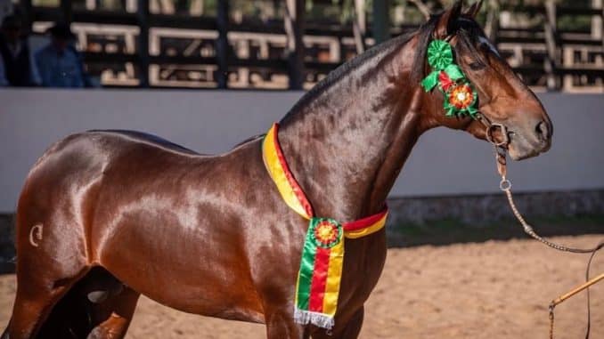 cavalo capa