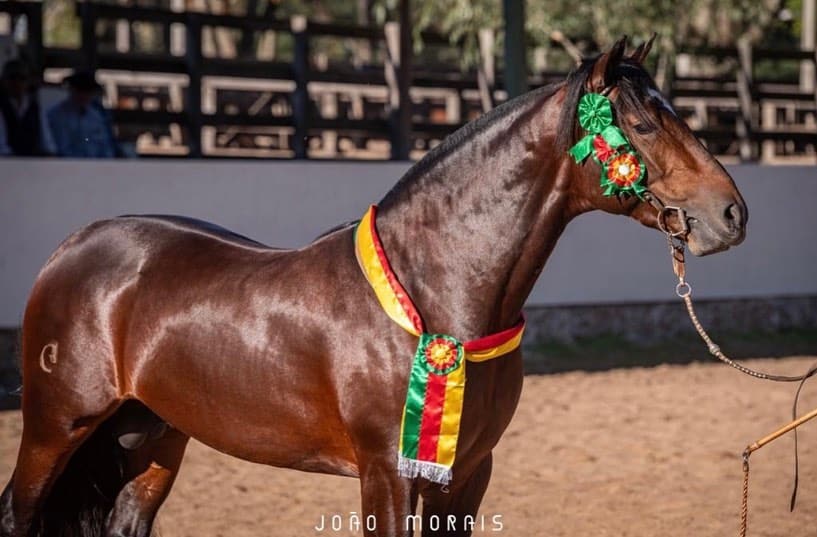 Lance Rural transmite o Cavalo Crioulo na EXPOINTER ao vivo e