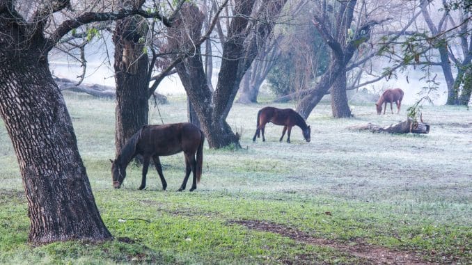 parque decio