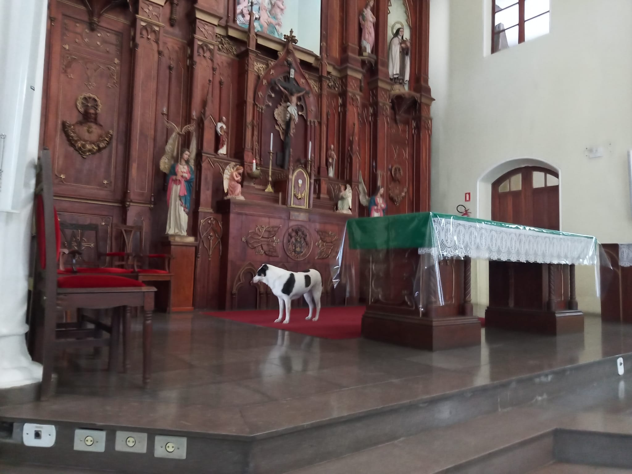 Cão entra na Igreja Matriz e dirige-se ao altar; a linda cena foi ...