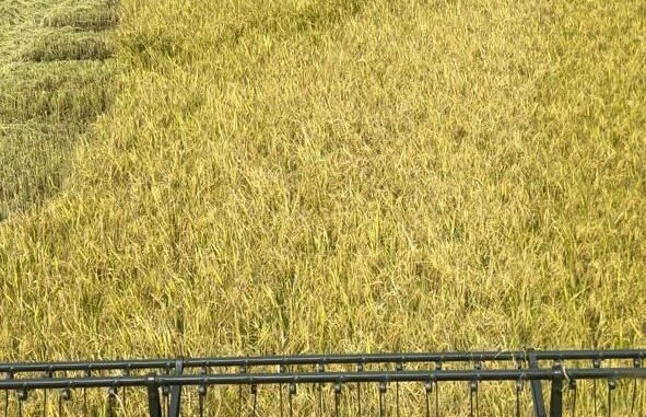 lavoura-arroz-ralp