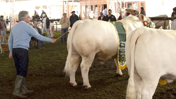 Julgamento Nacional Charolês 2023 - Lages,SC_155
