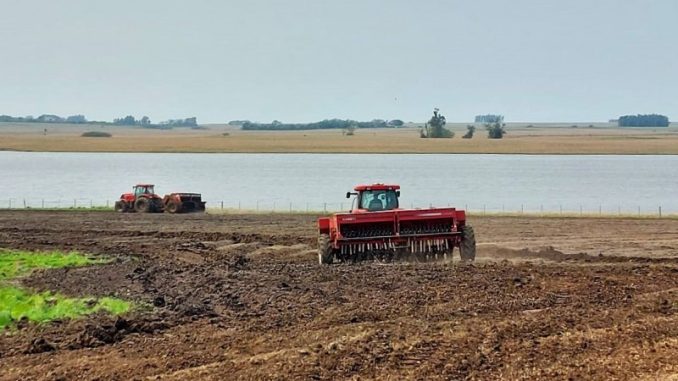semeadura arroz