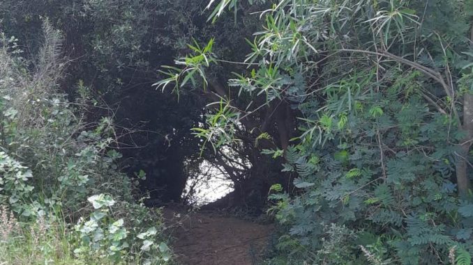 campo 2