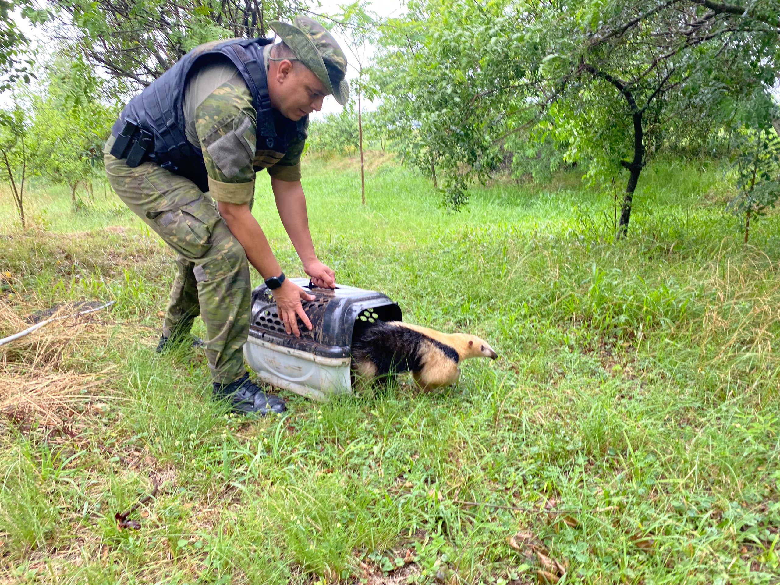 PATRAM realiza resgate de três animais silvestres em diferentes ocorrências
