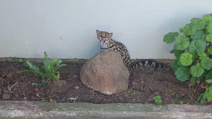 Jaguatirica (5)