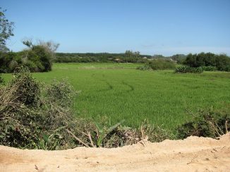 Lavoura de arroz verde sob céu azul, com mata ao fundo