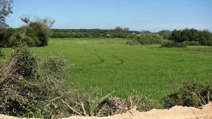 Lavoura de arroz verde sob céu azul, com mata ao fundo