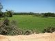 Lavoura de arroz verde sob céu azul, com mata ao fundo