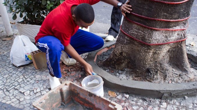 Árvore plantada em calçada, com concreto cobrindo o solo ao redor do tronco